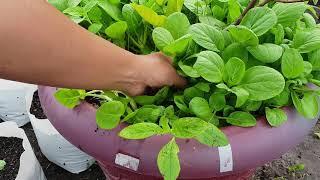 Harvesting baby green vegetables in monsoon season for making delicious soup