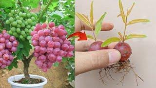 New skills! Grafting a grow grapes tree with grape fruit in pot