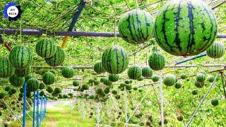 90 Most Satisfying Agriculture Technology►91|Harvest &Processing Japanese Watermelons to a New Level