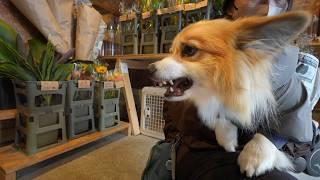 短足犬が超大型犬に『喧嘩を売った』結果…まさかの“圧だけ”で教育的指導