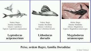 Peixe, ordem Bagre, família Doradidae fish featuring dorsalis marmoratus Platydoras Acanthodoras