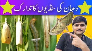 Control of rice Stem Borer Leaf Folder دھان سنڈیوں کا تدارک