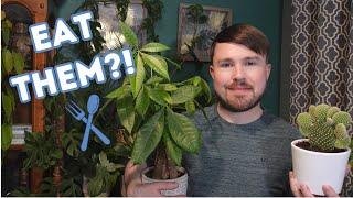 Eat Your Houseplants? 8 Plants + Bonus Plant Facts