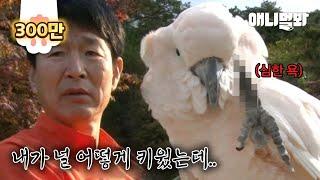 자식같이 키운 앵무새에게 새춘기가 찾아왔습니다..ㅣWhen A Parrot Hits Puberty