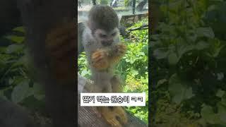 원숭이가 딸기를 먹는 기발한 방법 #청주동물원 #원숭이