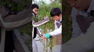 藤本小花柱教学，小阳台也能搞定【天狼说月季】