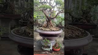 Góc Đam Mê Bonsai  #shorts