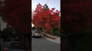 The Most Beautiful Fall Tree You’ll ever See!  #fallmagic #autumn #trees #shorts