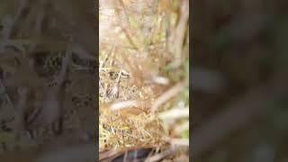 Grumpy grizzly bear released back into the wild