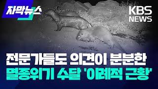 [자막뉴스] 전문가들도 의견이 분분한 멸종위기종 수달 '이례적 근황' / KBS 2024.03.18.