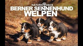 Berner Sennenhund Welpen