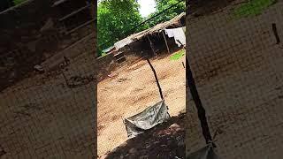 https://youtube.com/shorts/L0UVed19ApM?si=RS9AIMB92kMqOWCq