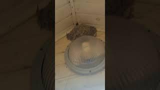 а и ты здесь) #юмор #фильм #ласточкиногнездо #ласточка