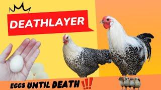 Deathlayer Chickens|Westfälischer Totleger| an egg  production factory|Rare German chicken breeds