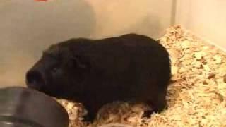 Guinea Pig standing on two feet