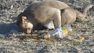 Monkey Drinking MAZA || Day 2