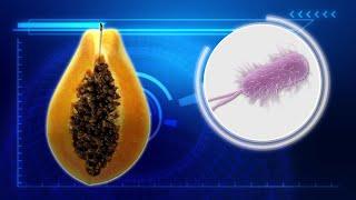 Salmonella outbreak linked to papayas kills one