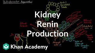 Renin production in the kidneys | Renal system physiology | NCLEX-RN | Khan Academy