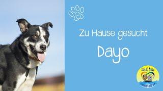  |DAYO - zu Hause gesucht| 