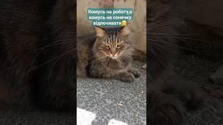 Доброго ранку, котики! #shorts #cat #animals #kitten #котики #catvideos #cats