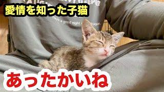 もうひとりになりたくない！ヒザに乗るかすれ声の子猫／温もりを感じていたい保護子猫