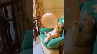 Smriti ka balloon    fod Diya #cute #balloon #cartoon #cat