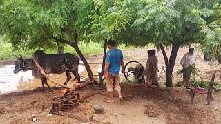 Old Technology of Fodder Cutting With the Help of Bull | Bull Powered Old Toka Machine