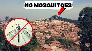 This AFRICA Town Has No Mosquitoes (Here is why)