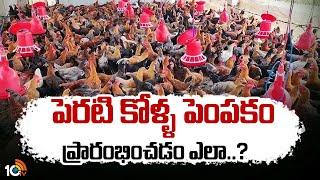 పెరటి కోళ్ళ పెంపకం ప్రారంభించడం ఎలా..? | Backyard Poultry Farming | Matti Manishi | 10TV News