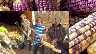 Grinding the purple cross EAR CORN!