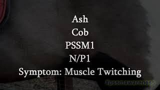 Symptoms Of PSSM1- Muscle Twitching (Ash)