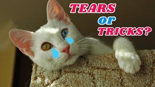 Do Cats Cry? TRUTH About Feline Tears & EMOTIONS Revealed!