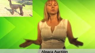 Alpaca Farm Auction