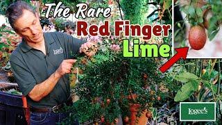 The Rare Red Finger Lime ~ Australian Red Lime (Citrus australasica hybrid)