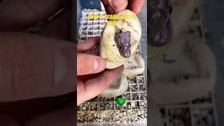 Day 60: 3 more snakes hatched! #molinarosnakelab #shortvideos #cuttingsnakeeggs #snakeeggs #hatching