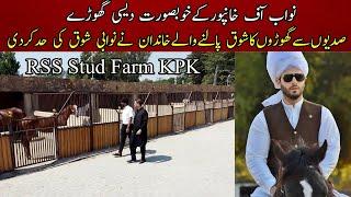 The most beautiful desi Horses Breed at RSS stud farm || Raja Shahab Sikander Stud farm KPK Pakistan