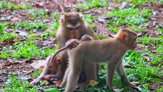 Nice Clip! Baby Monkey Love Mother Very Much....! Love Monkey Primate