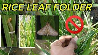 RICE LEAF FOLDER, ANO AT PAANO MAKOKONTROL / Mambibilot / Insecticide for Leaf Folder