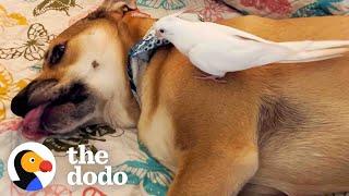 Bird Loves To Annoy His Dog Brother | The Dodo Odd Couples