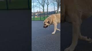 Turkish Aksaray Malakli and Kangal (Anatolian Shepherd) Playing