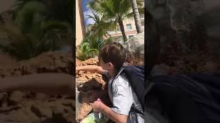 Aruba Iguana