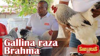 Gallina Brahma | Las gallinas gigantes | Granja San Lucas