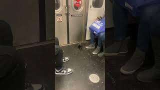 Hilarious pigeon rides NYC subway and gets off right at its stop