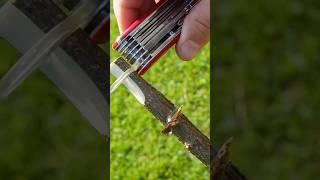  Amazing concept to create an ember with a Swiss Army Knife magnifying glass ! ️