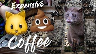 Kopi Luwak Coffee Experience | BALI | Indonesia