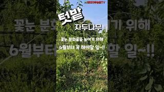 텃밭 자두나무 - 6월부터 꼭해야 할 이것~!! #자두나무 #텃밭자두 #개심자연형 #자두