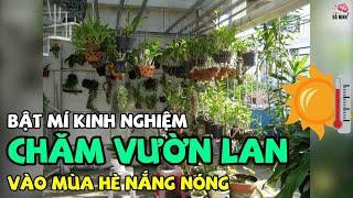 Bật mí kinh nghiệm chăm lan vào mùa hè nắng nóng