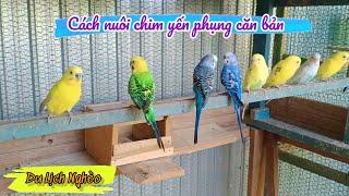 Giới thiệu chuồng chim Yến Phụng #budgies