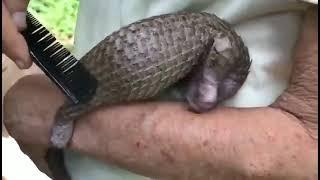 A pangolin reacts to being groomed