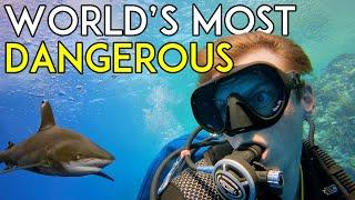 Diving With the World's Most Dangerous Sharks in Egypt